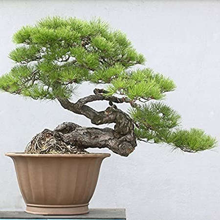 Bonsai pino thunbergii