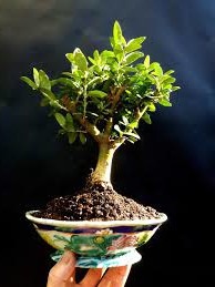 bonsai enano de olivo