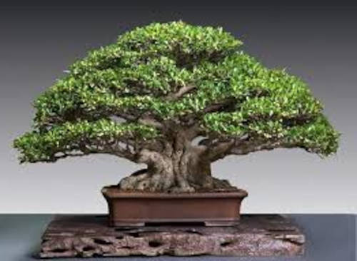 bonsai ficus microcarpa