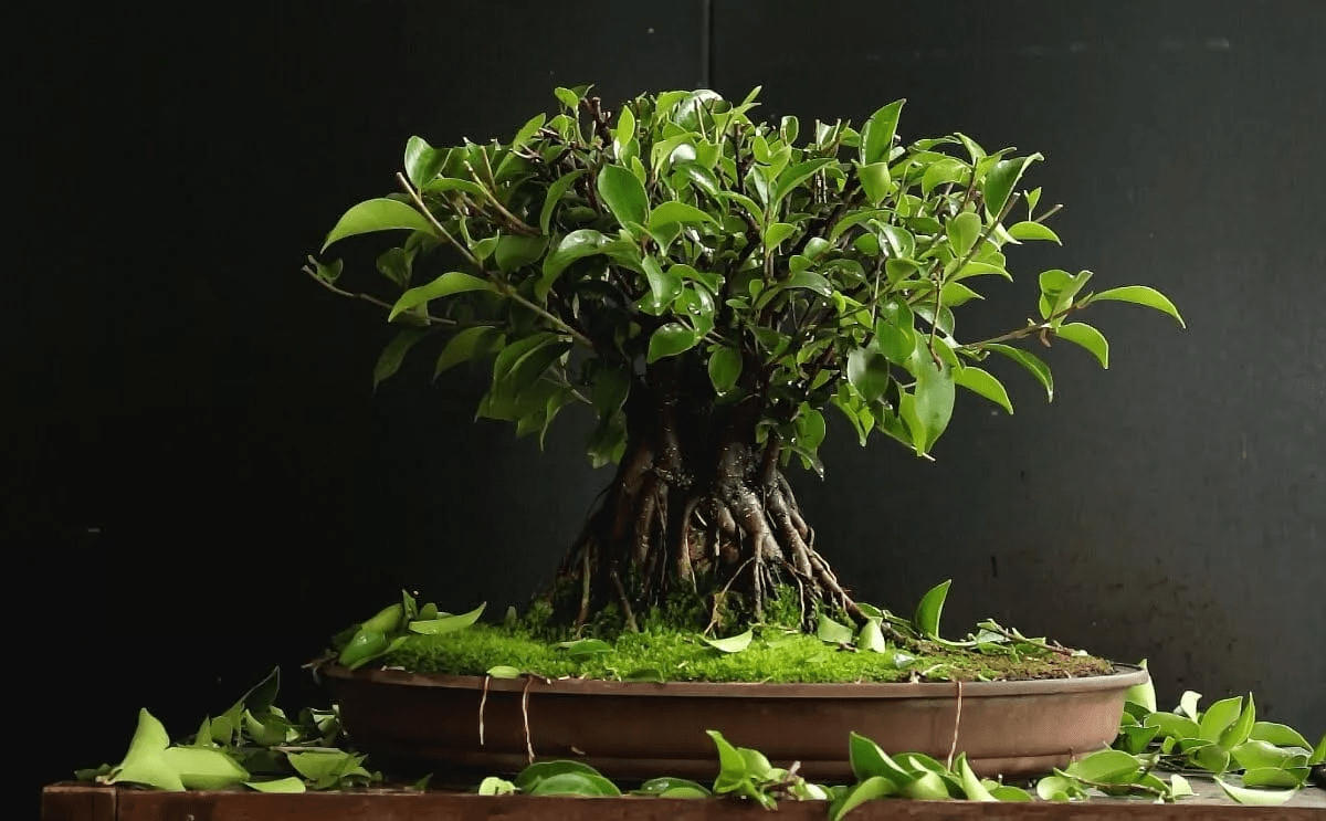 Bonsai Ficus sobre fondo negro