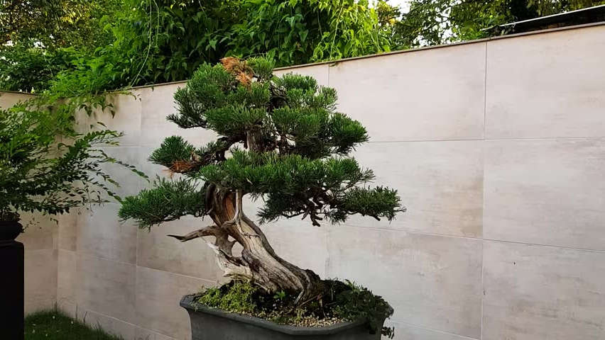 bonsai pino