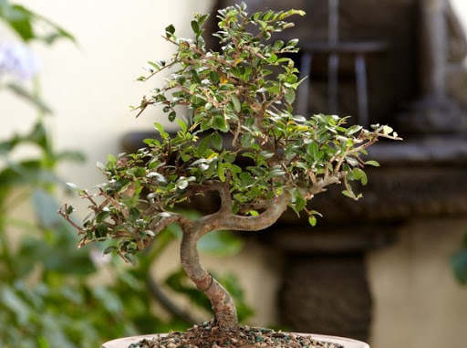 como cuidar un bonsai exterior