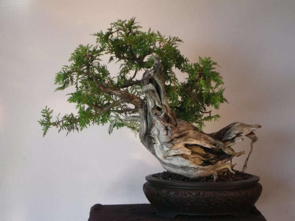 como hacer un bonsai de un arbol normal