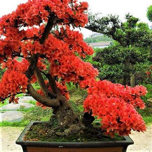 azalea bonsai color rojo