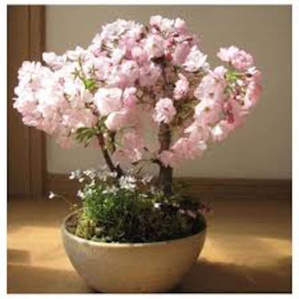 bonsai cerezo rosa como cuidarlo
