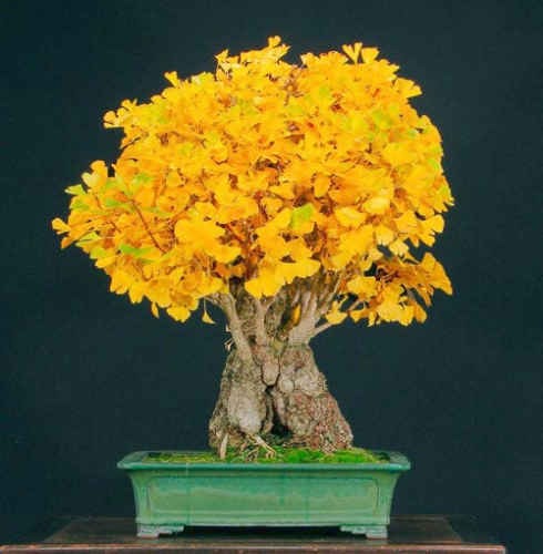 bonsai ginkgo biloba hojas amarillas