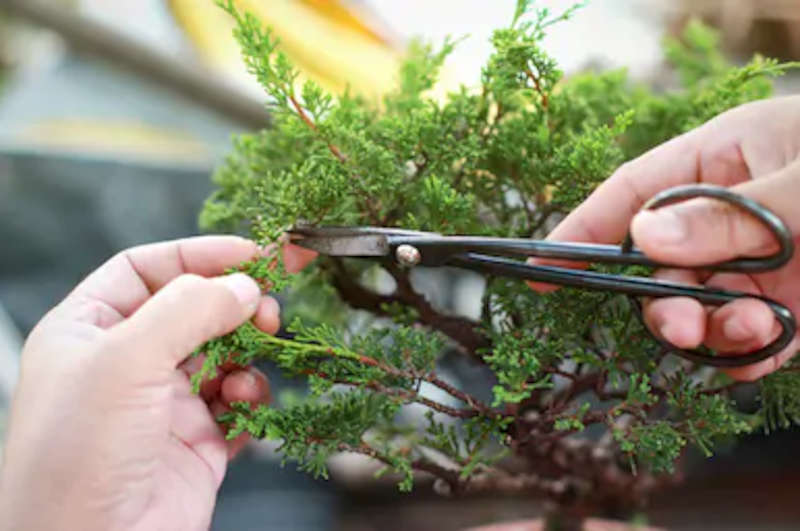 herramientas para bonsai tijeras
