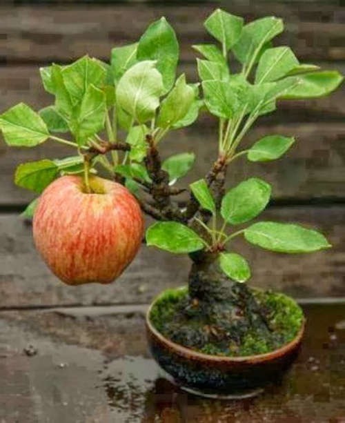 bonsai manzano con una manzana