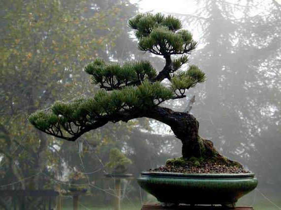 bonsai tipo pino negro japones