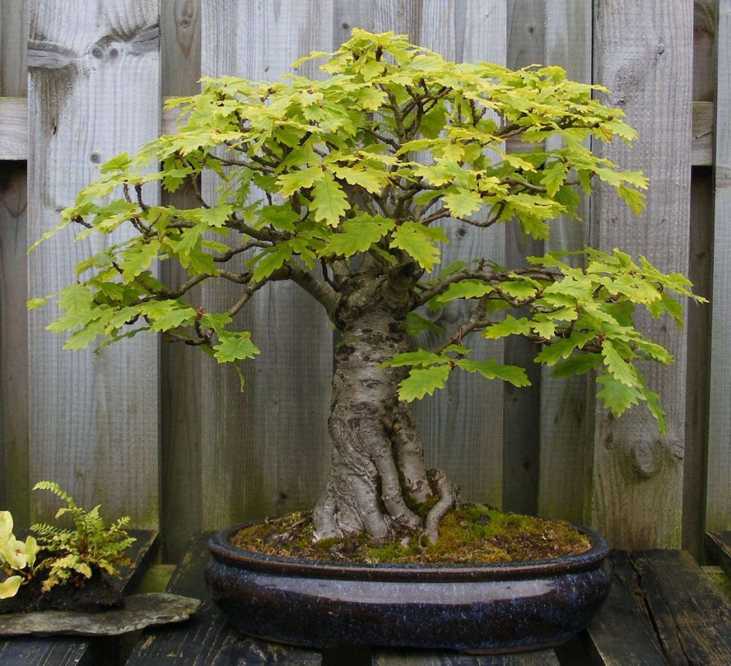 como hacer un bonsai roble