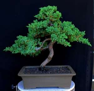 bonsai junipero