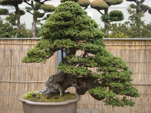 bonsai omono grande