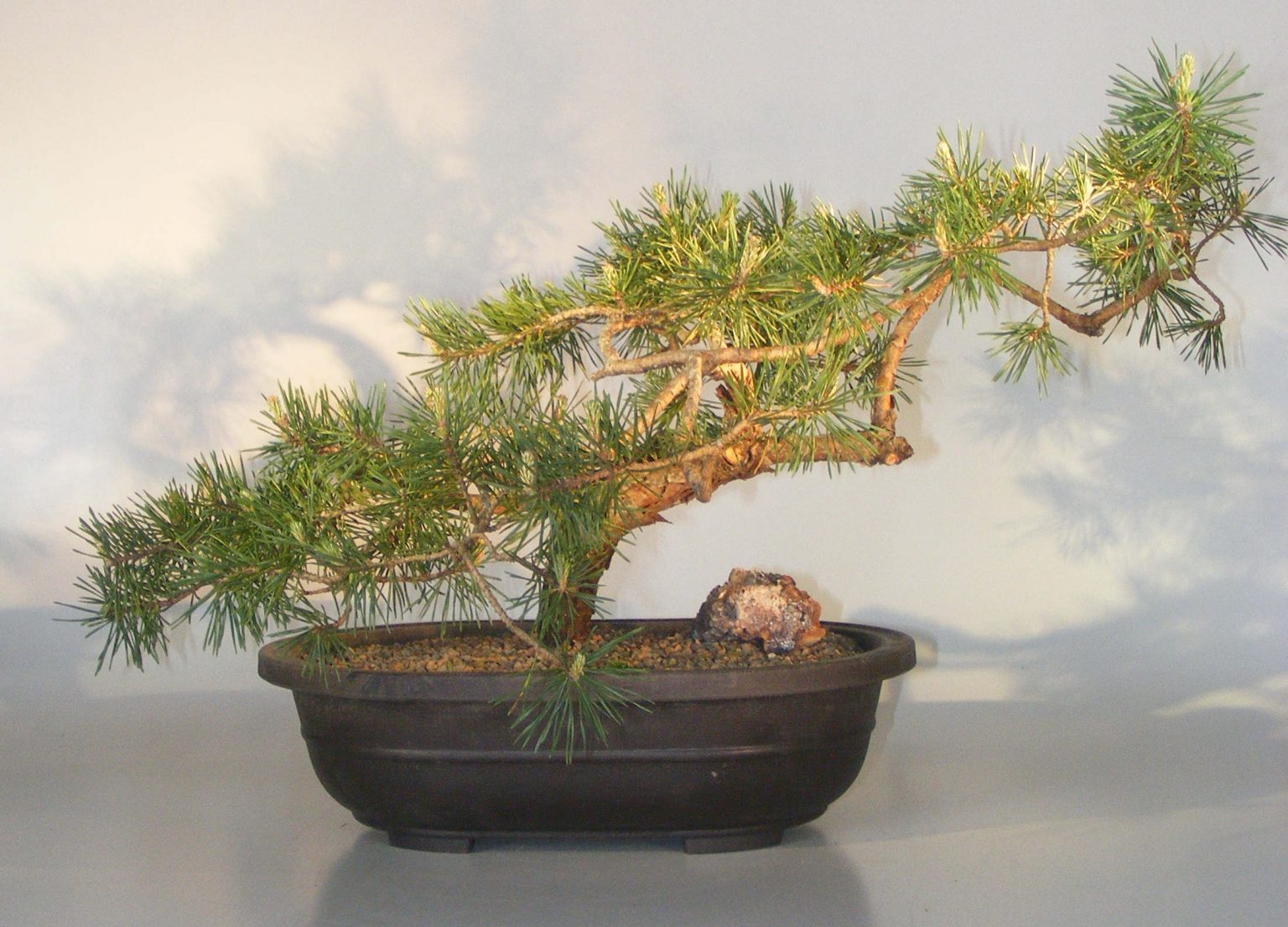 ⊛ BONSAI PINO ⊛ Que debes saber sobre esta especie Un bonsai top