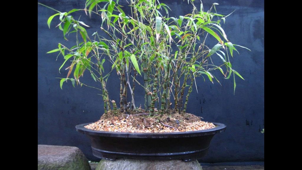 bonsai bambu