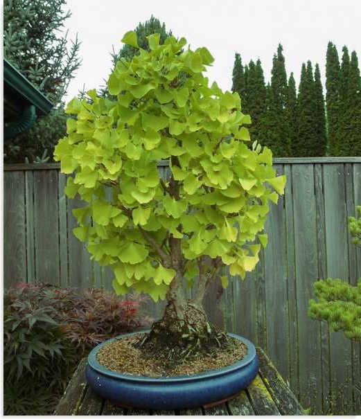bonsai ginkgo biloba color verde y amarillo