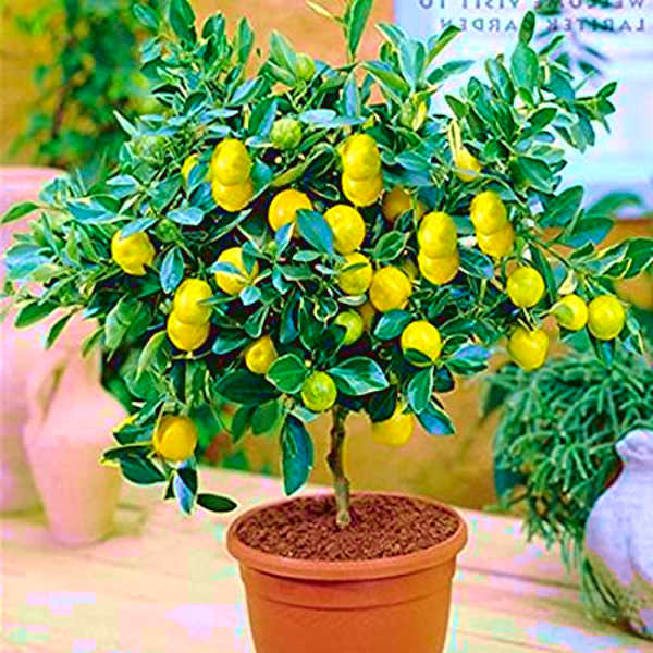bonsai limonero con frutas de limon