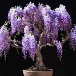 bonsai tipo wisteria