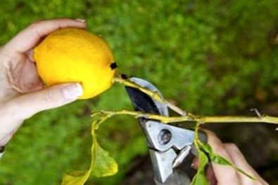 Podar bonsai limonero con tijeras